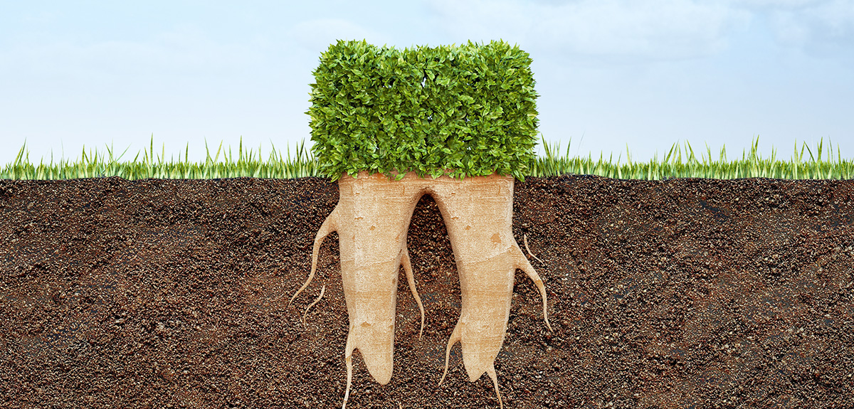 Foto Wurzelbehandlung / Endodontie